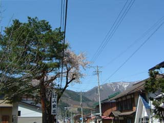 まだ桜咲いてる